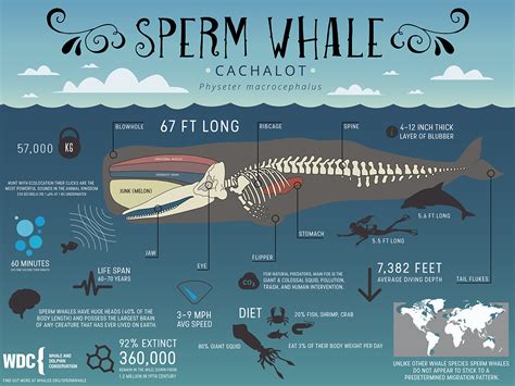 Sperm whale project – Telegraph