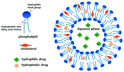 Liposome S Structure Characterized By A Spherical Vesicle With A