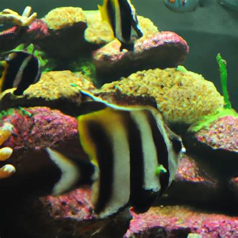 Reef Safe Saltwater Fish: Enhancing the Beauty of Your Aquarium