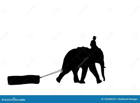 Mahout ride elephant. stock photo. Image of nature, mahout - 105288370