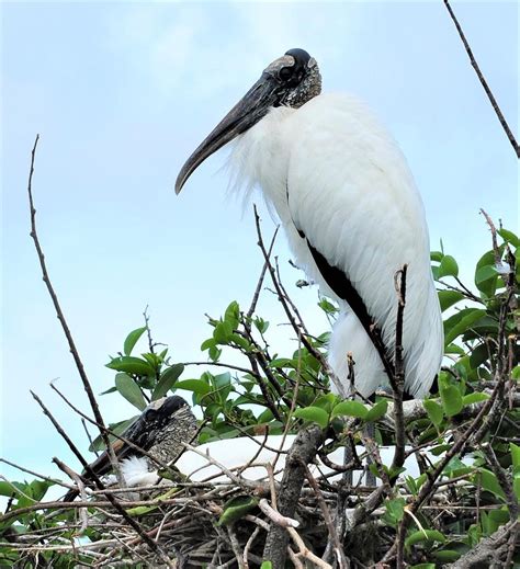 Wood Stork Pair 567 Photograph By Amy Spear Fine Art America