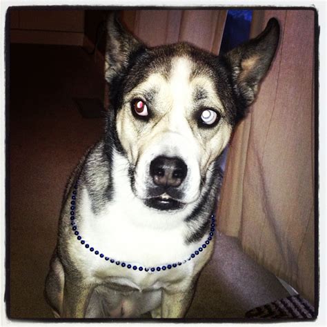 Husky Bulldog Mix