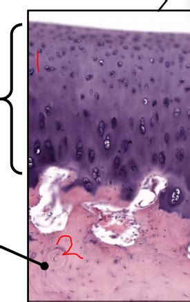 Histology Lab 1 HISTO ONLY Flashcards Quizlet