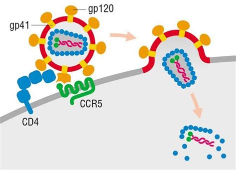 Hiv Entry Into A Host Cell Highly Schematic Diagram Of Viral Entry