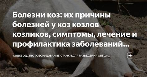 Болезни коз: их причины болезней у коз козлов козликов, симптомы ...
