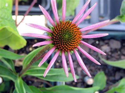 Equinácea Rubinstern Echinacea purpurea Rubinstern como plantar