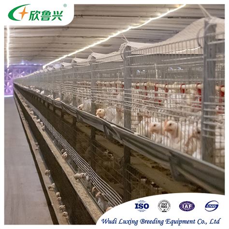 3 Tiers 4 Tiers H Type Automatic Poultry Farm Automatic Chicken