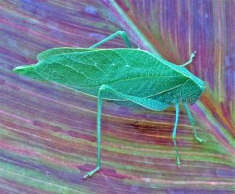 Michigan Insects In The Garden Week 12 Katydids Gardening In Michigan