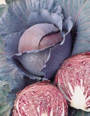 Red Cabbage Hybrid Harvest Farm