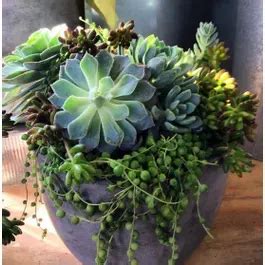 MODERN SUCCULENT GARDEN