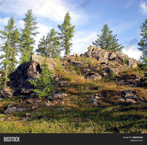 Taiga Russian North Image And Photo Free Trial Bigstock