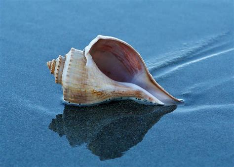 Seashell Photography