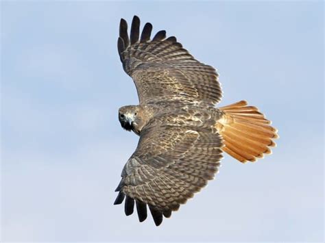 Red-tailed Hawk Identification, All About Birds, Cornell Lab of ... | Red tailed hawk, Hawk ...