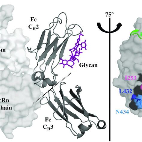 Pdf Antibody Fc Engineering For Enhanced Neonatal Fc Receptor Binding