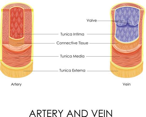 410+ Internal Size Stock Illustrations, Royalty-Free Vector Graphics & Clip Art - iStock