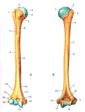 Плечевая кость (humerus) » Анатомия человека, анатомия, анатомия в ...