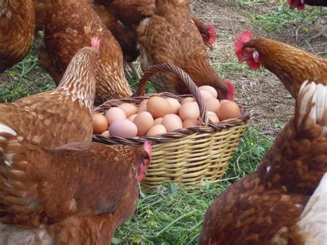 Buenas Prácticas Para Garantizar El Bienestar De Gallinas Ponedoras