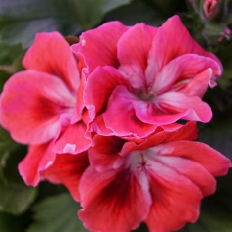 Pelargonium Grandiflorum Regalia Chocolate Engelsk Pelargonie