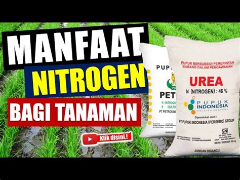 Temukan Manfaat Nitrogen Untuk Tanaman Yang Jarang Diketahui Biotifor