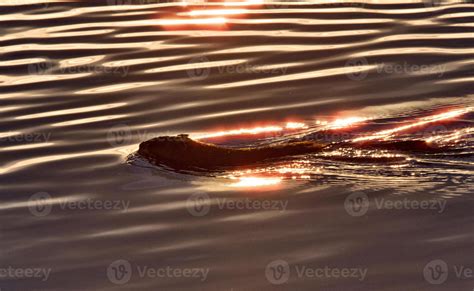 Muskrat swimming at sunset 5436453 Stock Photo at Vecteezy