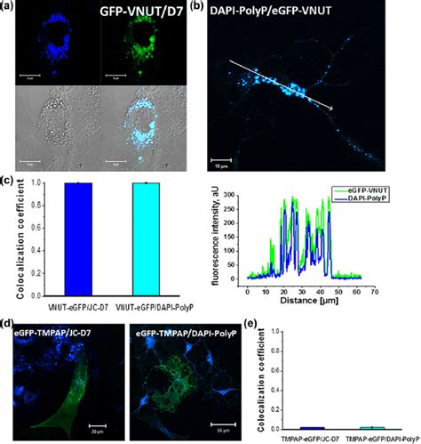 Localization Of Inorganic Polyphosphate To Atp Containing Vesicles