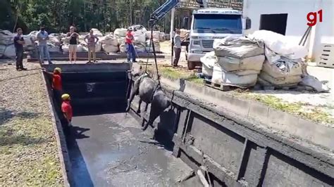 V Deo Vaca Prenha Resgatada Por Cair Em Tanque Para Tratamento De