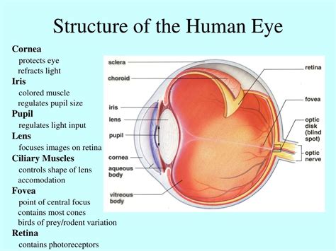 Eyelid Anatomy Ppt