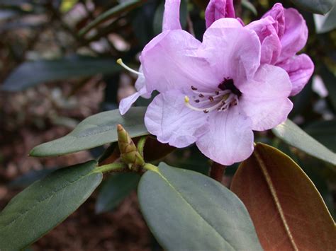 Rhododendrons of Sikkim – Hidden Paradise Adventure Tours