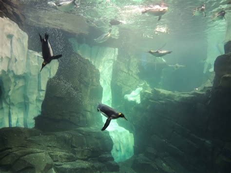 Waddle To The Bottom Of The World At SeaWorld S Antarctica Empire Of