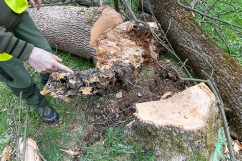 Na terenie rabczańskiego parku trwa wycinka drzew Podhale Region