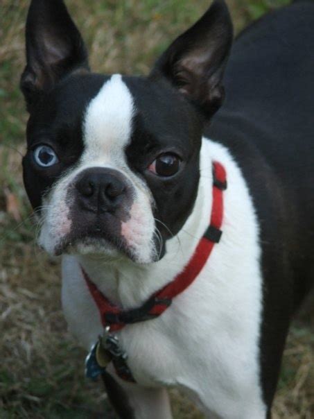 Joeone Blue Eyed Boston Terrier Cute Animals Pinterest Boston