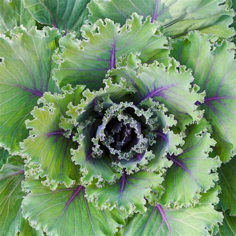 Premium Photo | Decorative cabbage