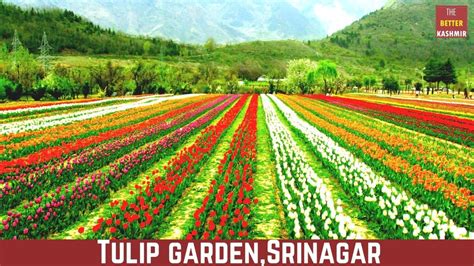 Indira Gandhi Tulip Garden Srinagar Fasci Garden