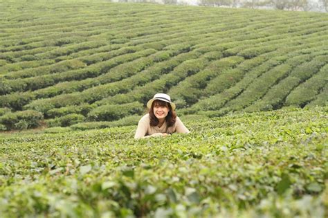 Free Images Tour Travel Agriculture Crop Field Plantation Assam Tea Farmworker Tea