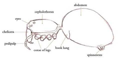 Spider anatomy for artists - John Muir Laws