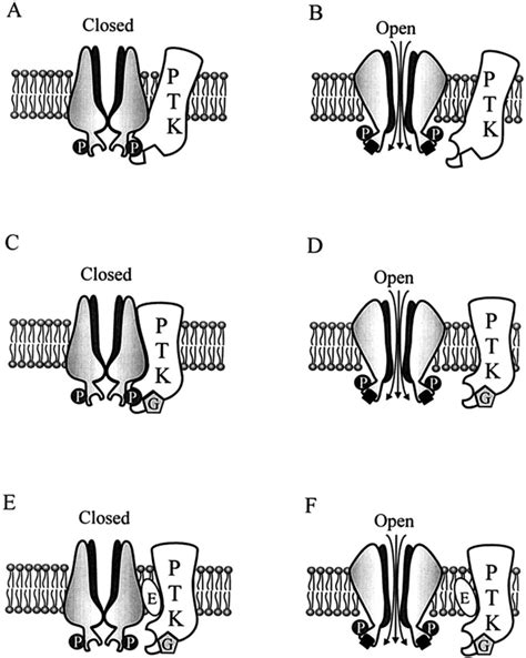 Schematic Diagram Of Genistein Inhibition A The Closed Channel Is