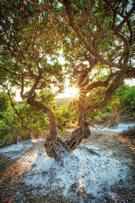 Mastic Tree Of Chios Photograph By Emmanuel Panagiotakis