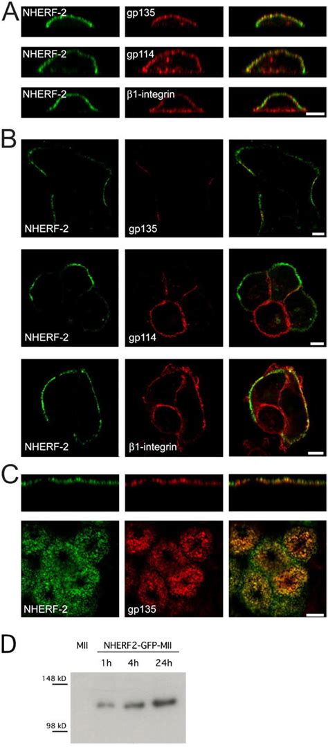 Nherf Shows A Restricted Localization Similar To Podocalyxin Mdck