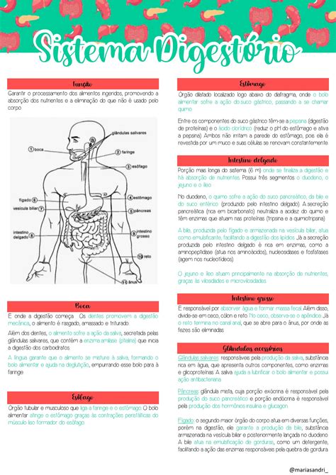 Sistema Digestório Sistema digestório resumo Como estudar anatomia