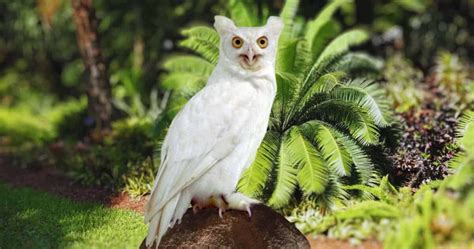 Albino Owl: Know All Information, including Images