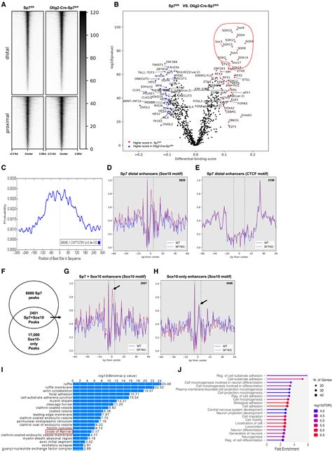 The Bone Transcription Factor Osterix Controls Extracellular Matrix