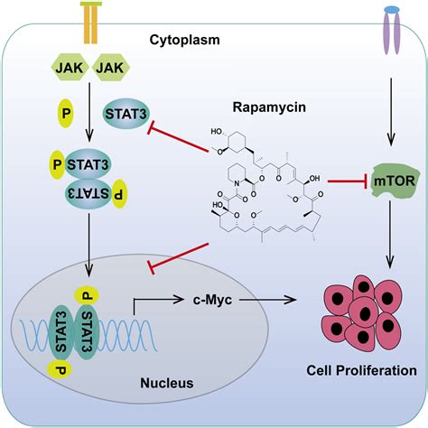 Rapamycin Targets STAT3 And Impacts C Myc To Suppress Tumor Growth