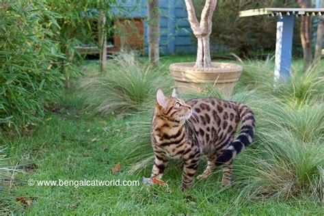 Our Cat Garden - New and Improved! | Bengal Cat World