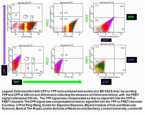 Fret Fp Flow Cytometry Core Facility