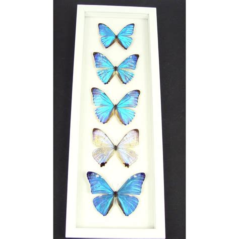 Diamond Morpho Butterfly Collection Framed Taxidermy Vibrant