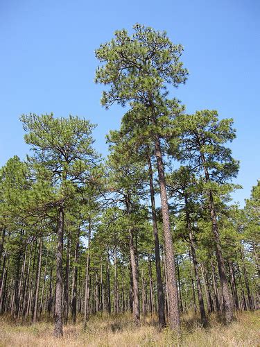 GR25: Longleaf pine in 2014 - American Forests