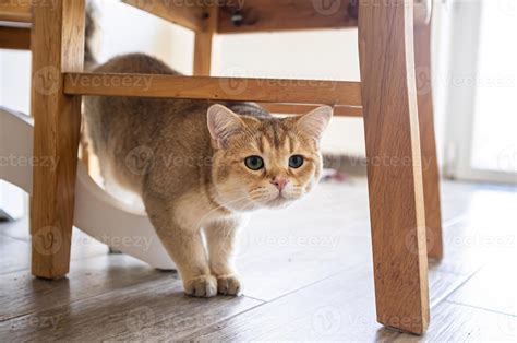 Curious Cat Carefully Walks Under The Chair And Looks Excitedly With