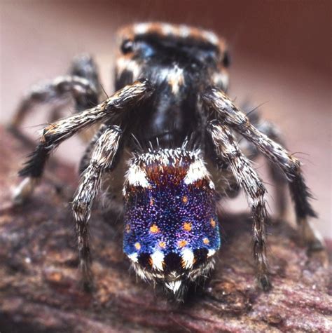 Conheça 7 novas espécies de aranhas coloridas descobertas na Austrália