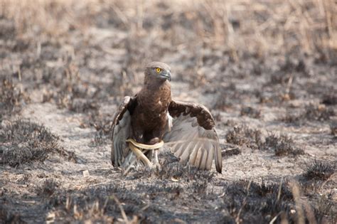 The Eagle and the Snake | johnbirchphotography