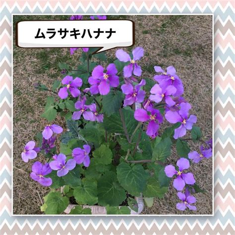 【種増量中】秋蒔き花の種9種セット メルカリ